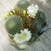 Rebutia_Rose